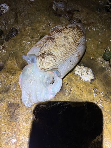 コウイカの釣果