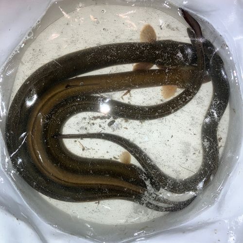 ウナギの釣果