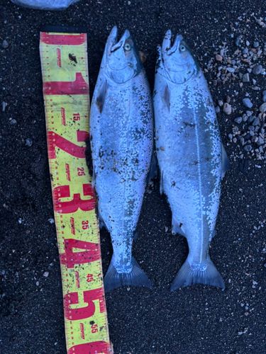 サクラマスの釣果