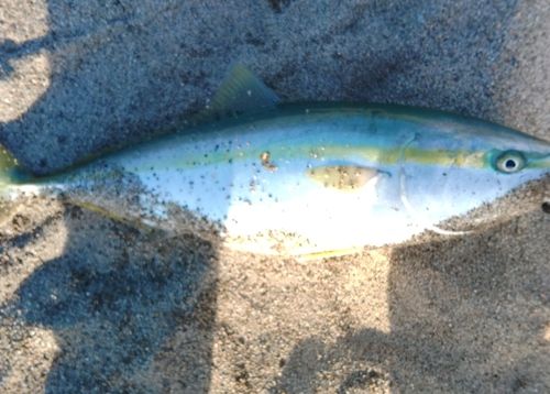 ワラサの釣果