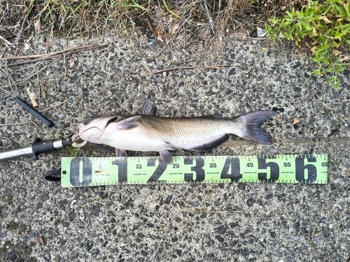 アメリカナマズの釣果