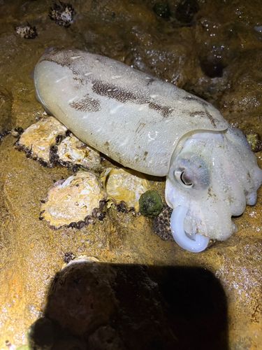 モンゴウイカの釣果