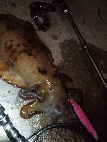 アオリイカの釣果