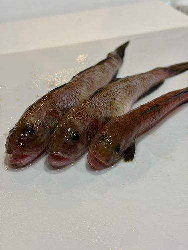 ハゼの釣果