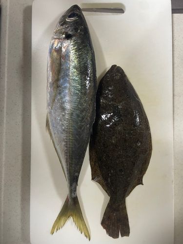 マアジの釣果