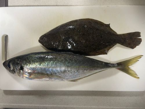 マアジの釣果