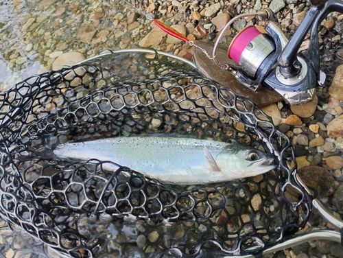 ヒメマスの釣果