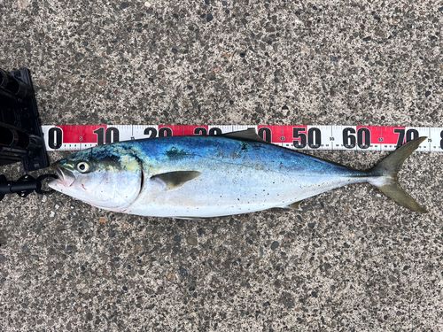 ワラサの釣果