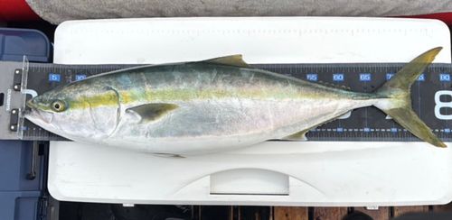 ブリの釣果