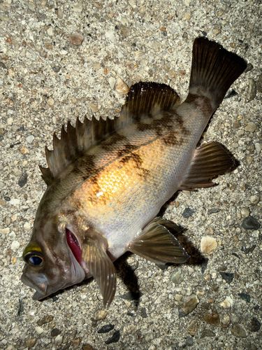 メバルの釣果