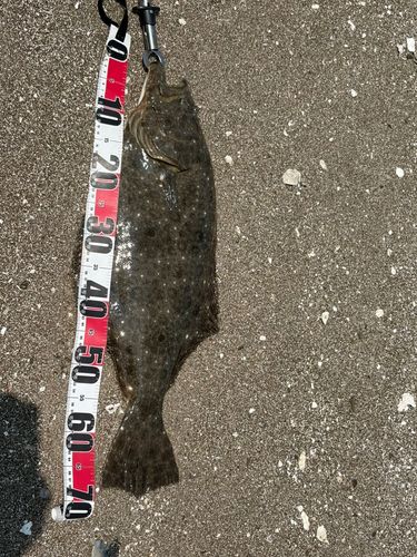 ヒラメの釣果