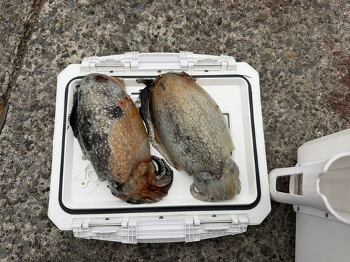 コウイカの釣果