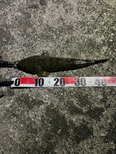 マゴチの釣果