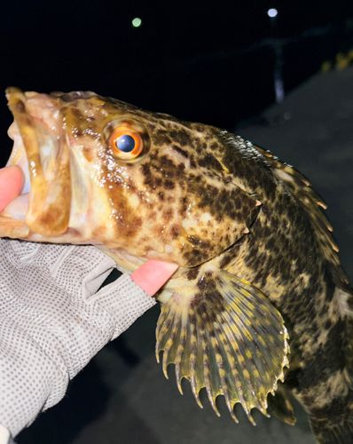 ベッコウゾイの釣果