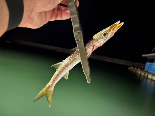 カマスの釣果