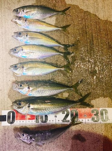 アジの釣果