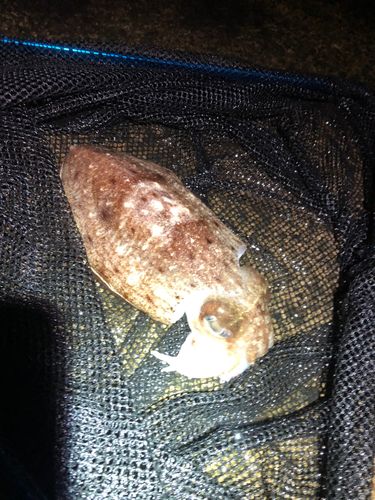 コウイカの釣果