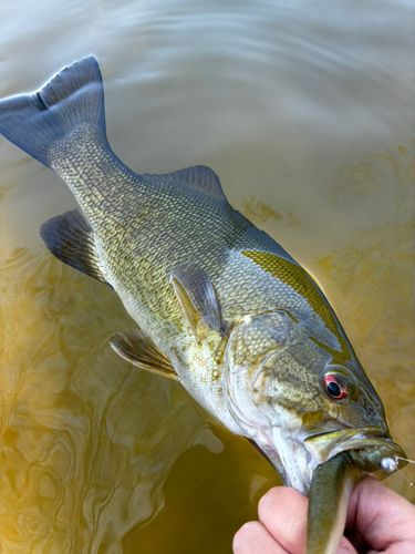 スモールマウスバスの釣果