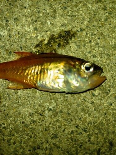 ネンブツダイの釣果
