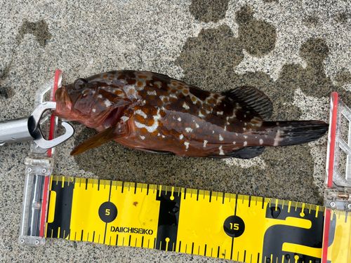 キジハタの釣果