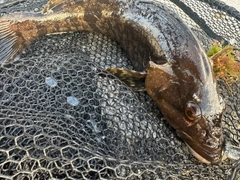 アイナメの釣果