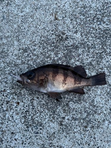 メバルの釣果