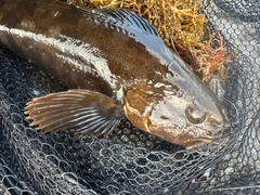 アイナメの釣果