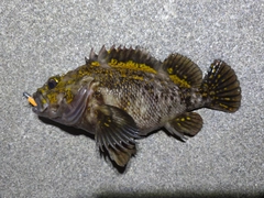 オウゴンムラソイの釣果