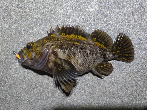 オウゴンムラソイの釣果