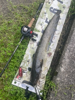 マナマズの釣果