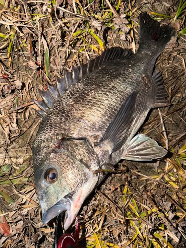 チヌの釣果