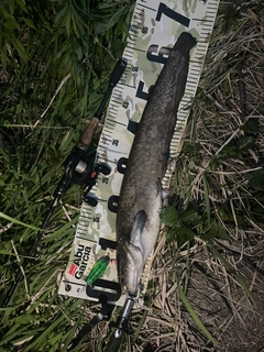 マナマズの釣果