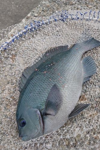 グレの釣果