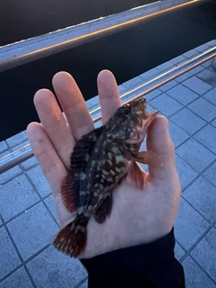 カサゴの釣果