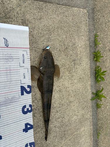 マゴチの釣果
