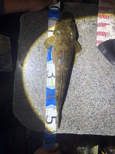 マゴチの釣果