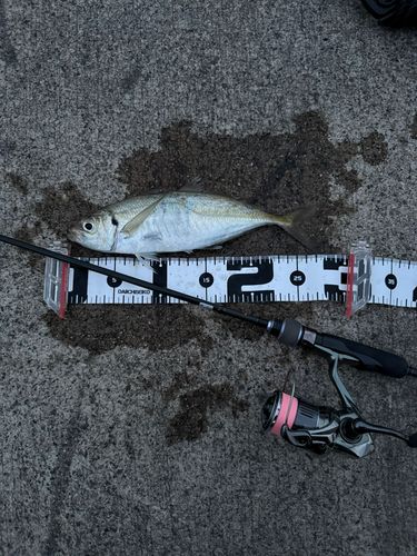 マアジの釣果
