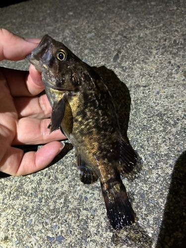 ソイの釣果