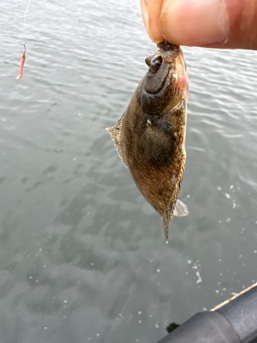 カレイの釣果