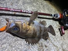 メバルの釣果