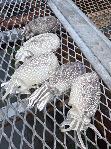 シリヤケイカの釣果