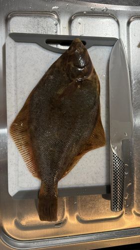 カレイの釣果