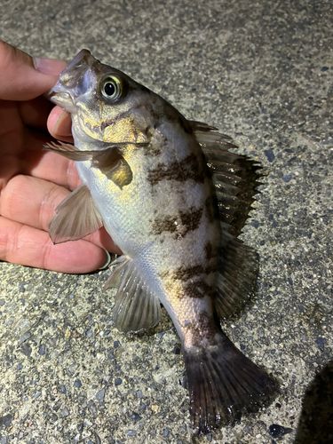 メバルの釣果