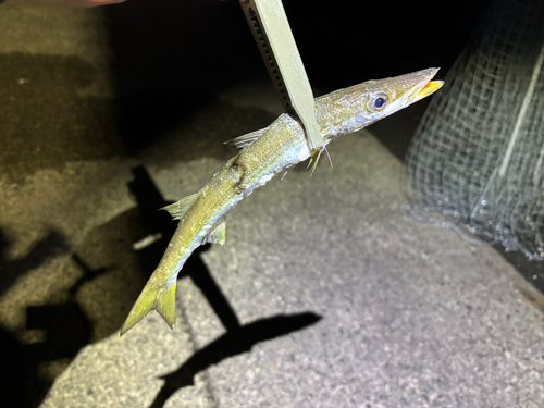 カマスの釣果