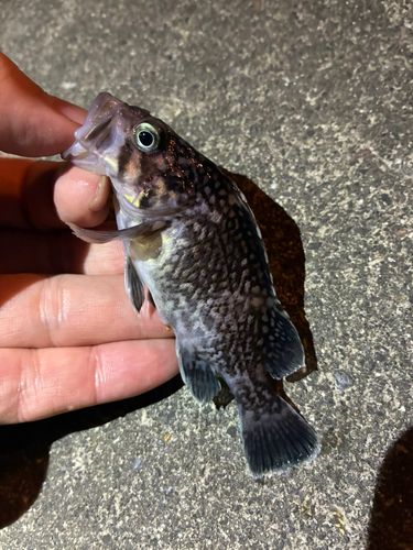 ソイの釣果