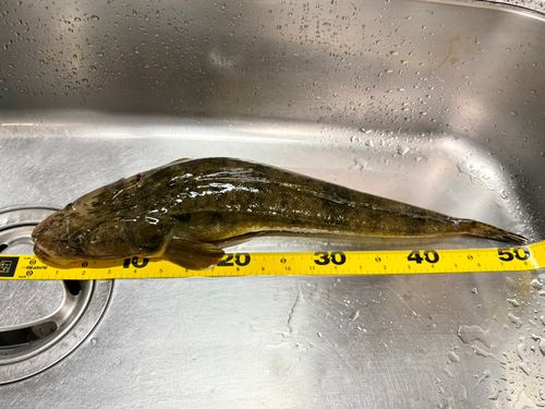 マゴチの釣果