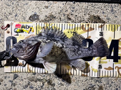 クロソイの釣果