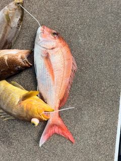 マダイの釣果