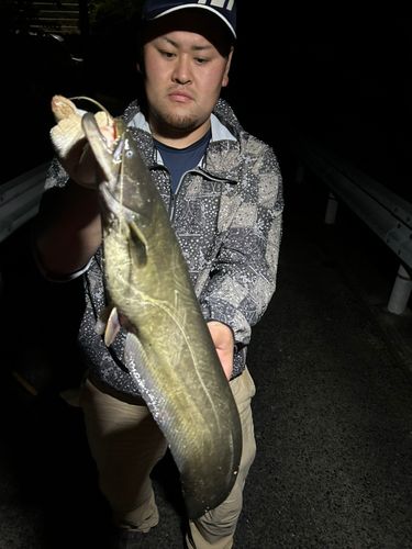 ナマズの釣果