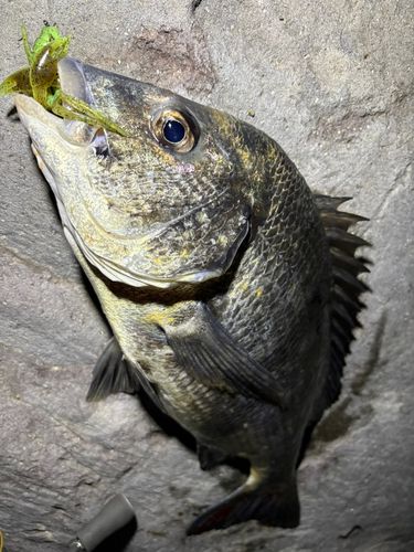 チヌの釣果